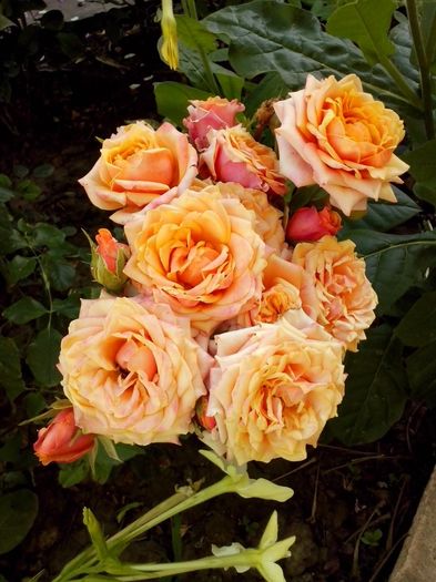 nr 47 - 0 TRANDAFIRI DIMOV 2016