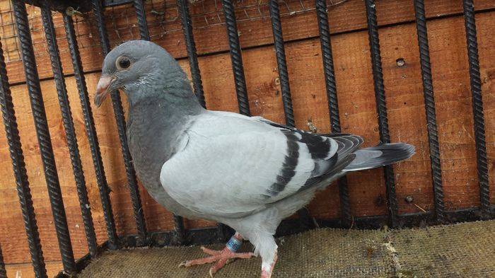 20160717_143025 - E-Amintiri