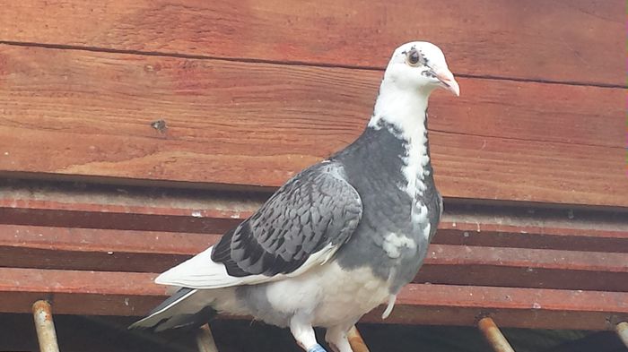 2016-Aarden-jos thone-sion-m.desmet  8 - E-Amintiri