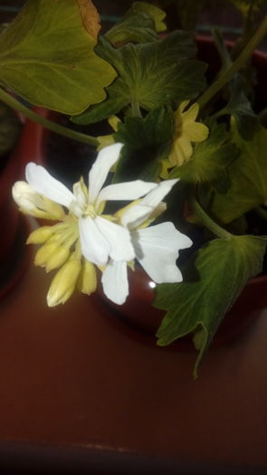 20160703_200916 - Muscate si alte plante