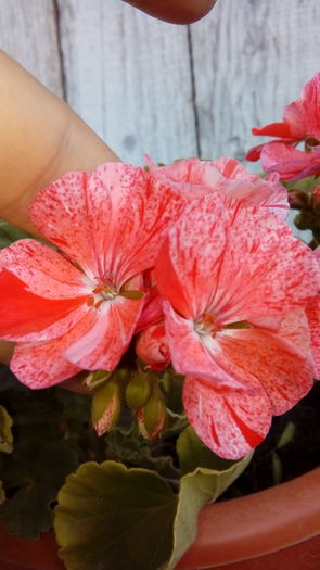 20160713_192436 - Muscate si alte plante