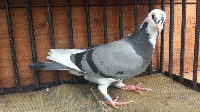 2016-Batemburg-aarden-wegen  9 - E-Amintiri