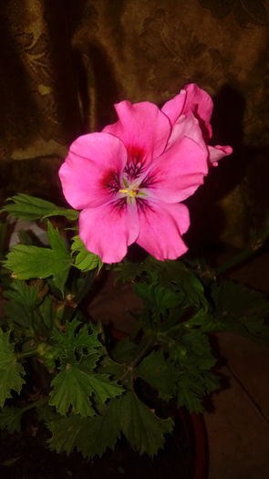 20160703_003359 - Muscate si alte plante