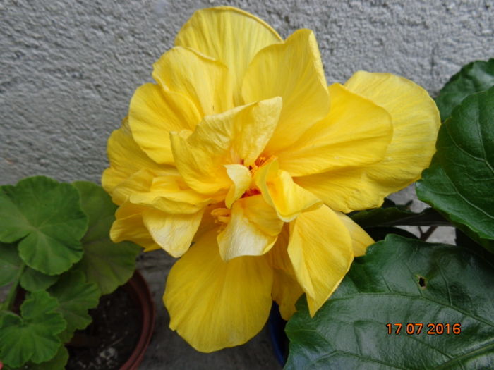 DSC02734 - 0001- 2016