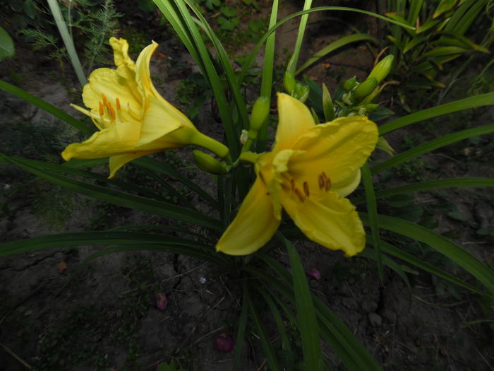 080