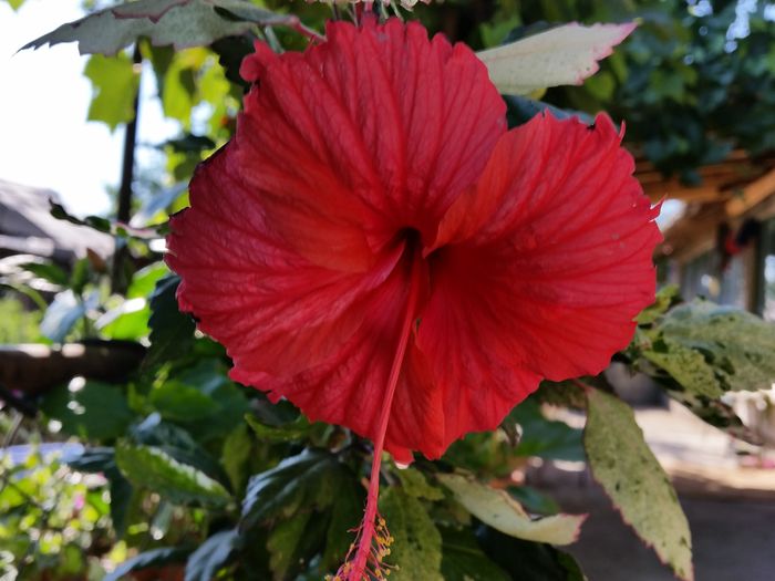 Surinam - Colectia mea de hibiscusi