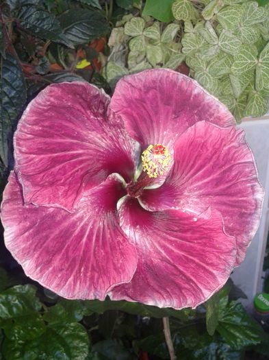 20160717_172803 - Hibiscus Black Dragon