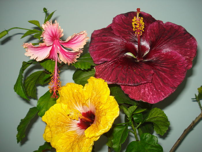 DSC05814 - FLORI 2016