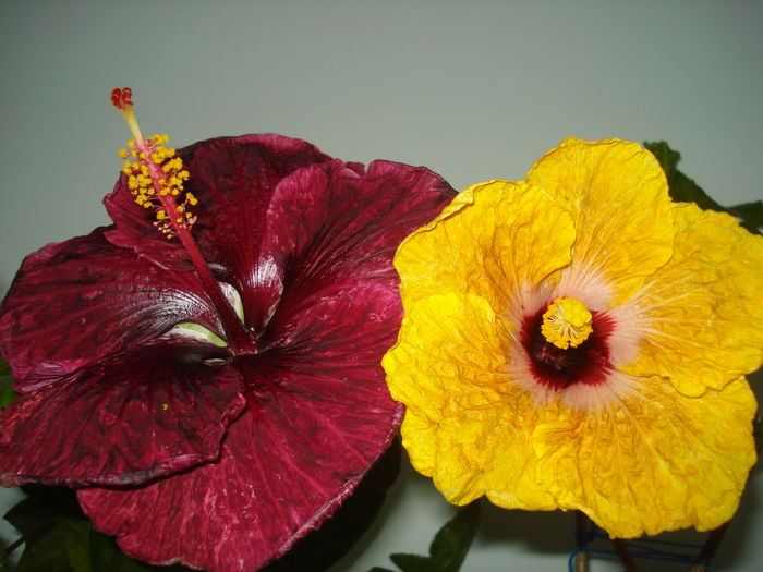 DSC05818 - FLORI 2016