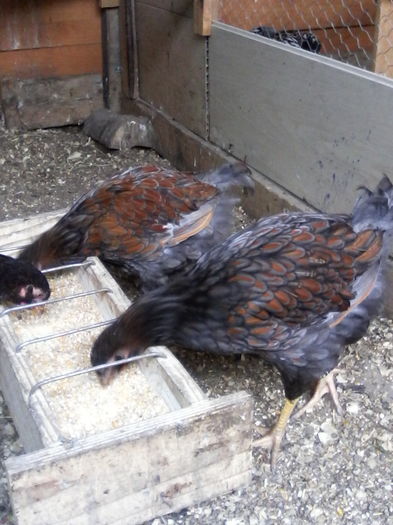 IMG_20160716_141637 - PUI-TINERET 2016