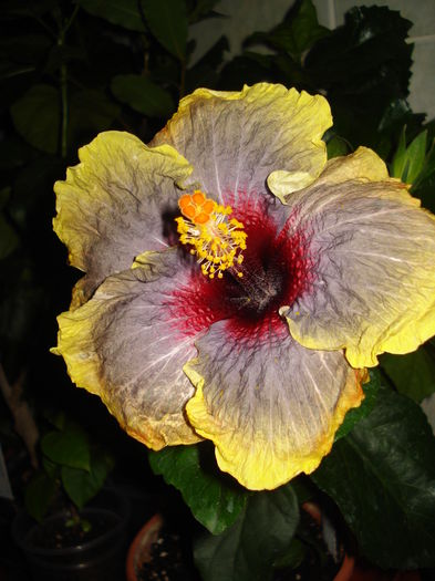 DSC06100 - Hibiscus Black Rainbow