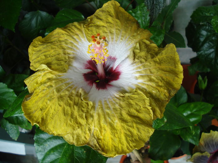 DSC06088 - Hibiscus Joseph Dimino