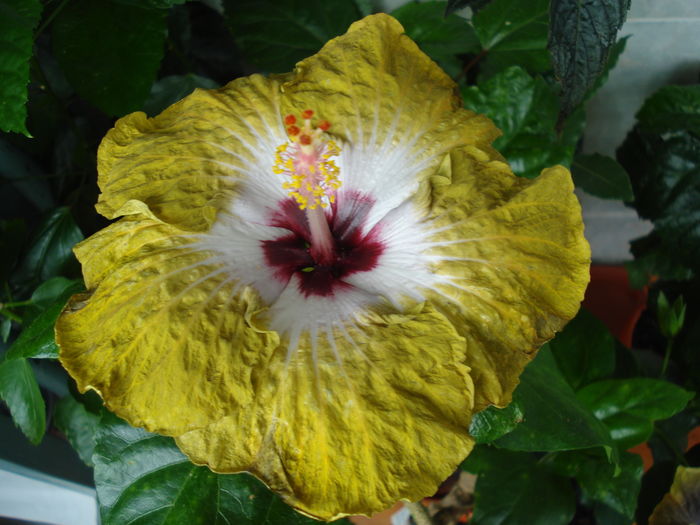 DSC06089 - Hibiscus Joseph Dimino