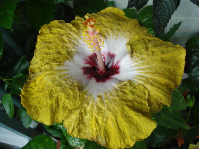 DSC06091 - Hibiscus Joseph Dimino