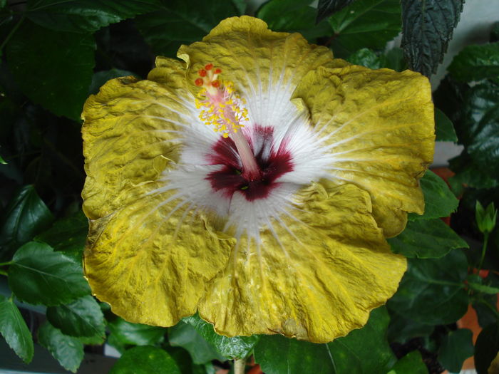 DSC06092 - Hibiscus Joseph Dimino