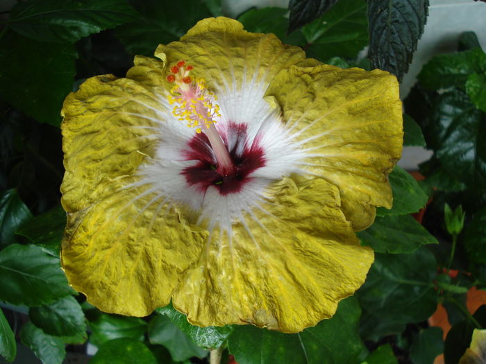 DSC06093 - Hibiscus Joseph Dimino