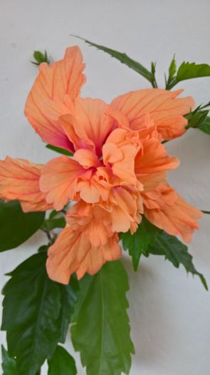 WP_20160717_18_34_45_Pro - Hibiscus El Capitolio Orange