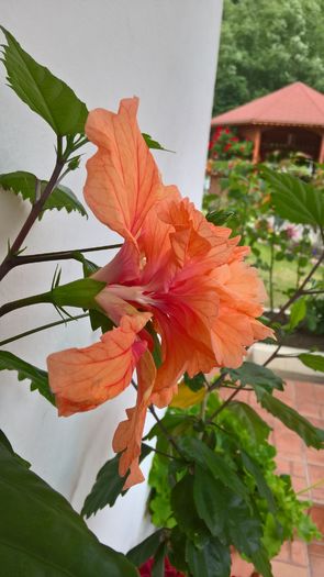 WP_20160717_18_34_57_Pro - Hibiscus El Capitolio Orange