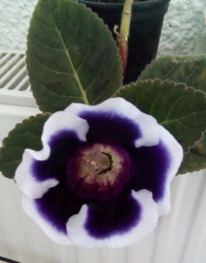 Gloxinia Kaiser Wilhem - Flori 2016