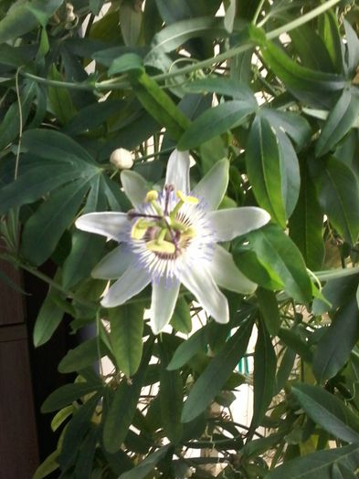 4.10.2015 - flori - passiflora