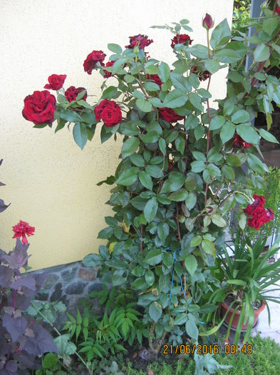 Picture 6549