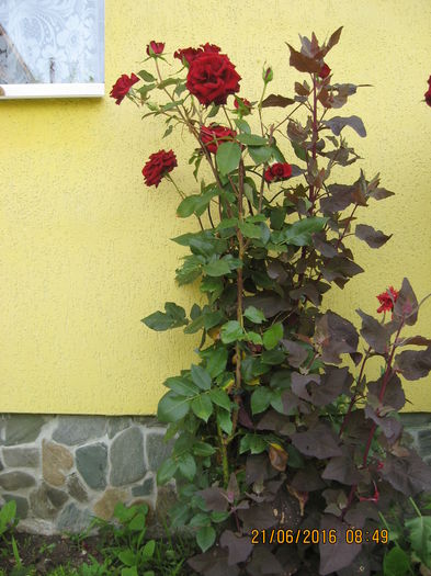 Picture 6550