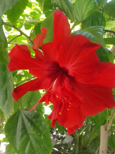 20160717_113722 - Hibiscus