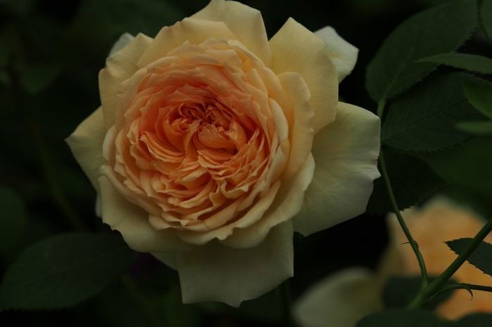Rosa Bathsheba (Auschimbley) - Trandafirul - Pentru pasionati