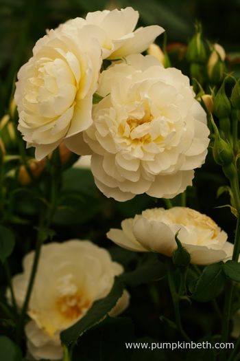 Rosa 'Imogen' (Austritch) - Trandafirul - Pentru pasionati