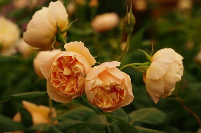 Rosa 'Roald Dahl' (Ausowlish) - Trandafirul - Pentru pasionati
