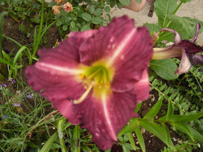 003 - 0 Hemerocalis crini si alte perene