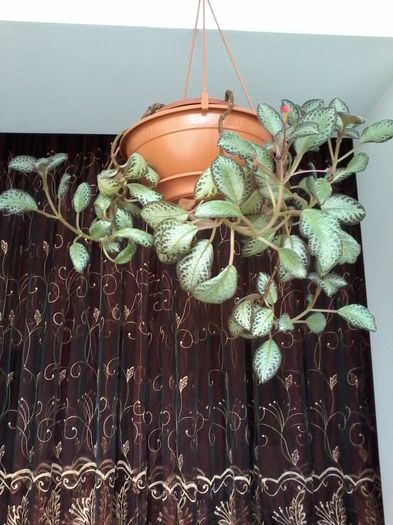 24.03.2016 - Episcia - flori de la Florentina Fontanini