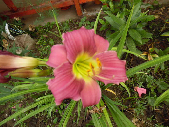 016