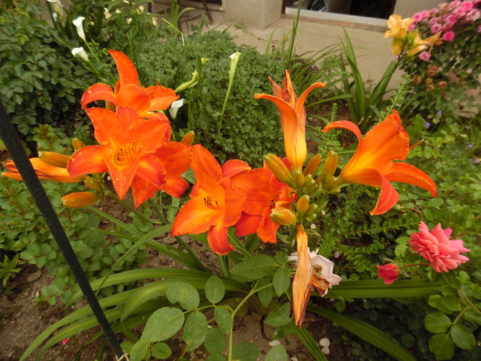 087 - 0 Hemerocalis crini si alte perene