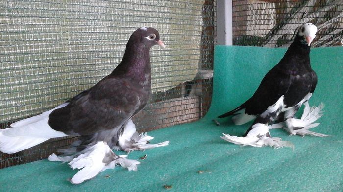 20160717_202204 - au fost VANDUTI