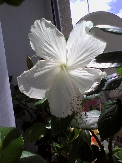 IMG_20160717_121315 - Hibiscus Dainty White