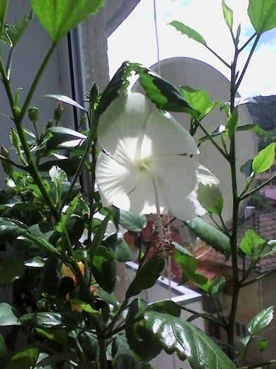 IMG_20160717_121254 - Hibiscus Dainty White