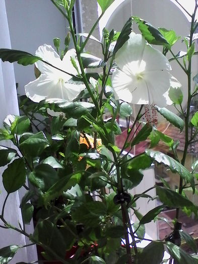 IMG_20160717_121326 - Hibiscus Dainty White