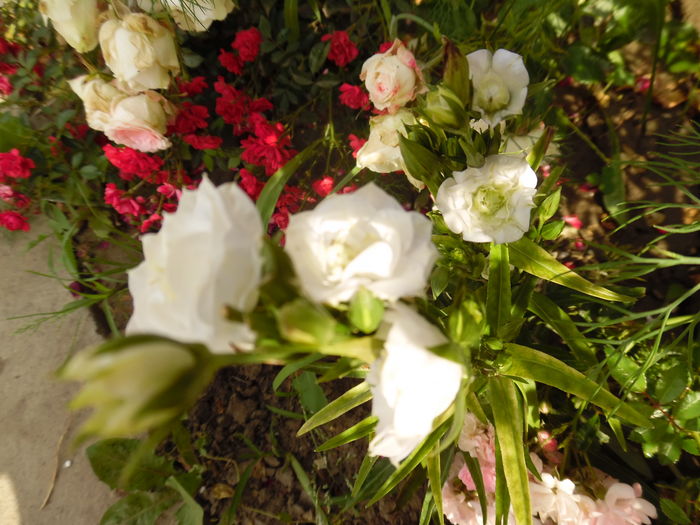 campanula persicifolia la belle - 2016 Flori si Trandafiri