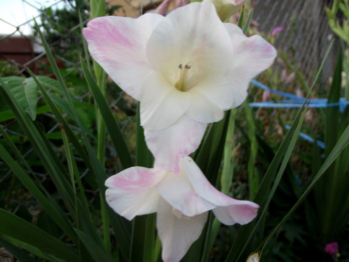 gladiole