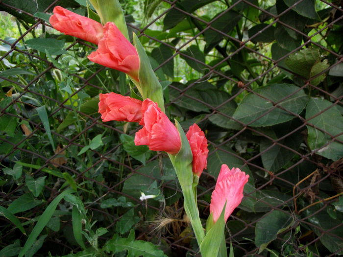 gladiola..