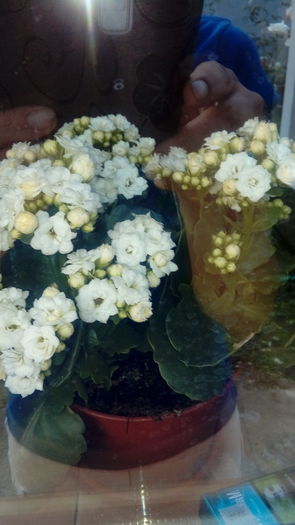 20160716_201702 - Muscate si alte plante