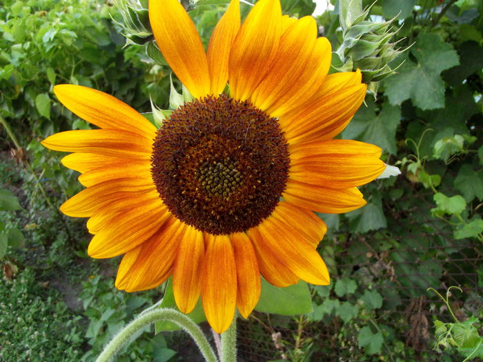 floarea soarelui decorativa - flori gradina si balcon