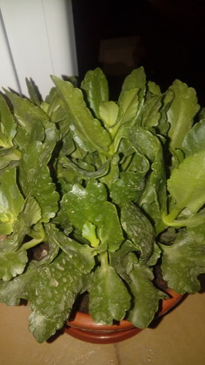 20160717_220938 - Muscate si alte plante