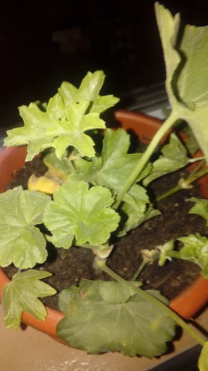 20160717_220945 - Muscate si alte plante