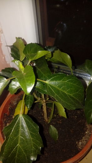 20160717_220951 - Muscate si alte plante