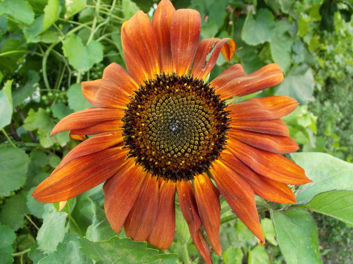 floarea soarelui decorativa.