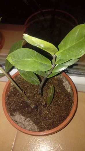 20160717_221000 - Muscate si alte plante