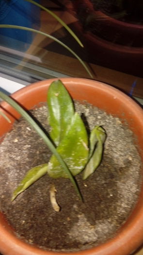 20160717_221009 - Muscate si alte plante