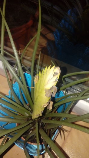 20160717_221015 - Muscate si alte plante